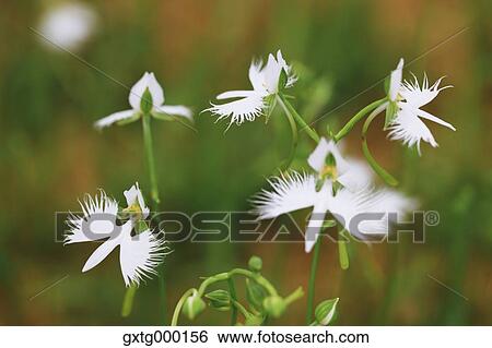 Stock Photograph - Fringed Orchid. Fotosearch