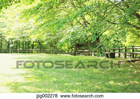 Green leaves at city park View Large Photo Image Stock Photo - Green leaves at city park. Fotosearch