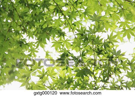 Green maple leaves View Large Photo Image Stock Image - Green maple leaves. Fotosearch