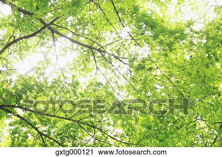 Green maple leaves View Large Photo Image Stock Image - Green maple leaves. Fotosearch