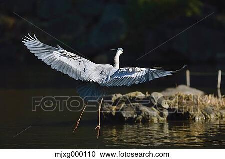 Grey Heron View Large Photo Image Stock Image - Grey Heron. Fotosearch