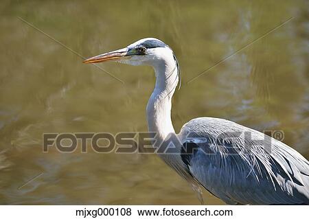 Grey Heron View Large Photo Image Stock Photo - Grey Heron. Fotosearch