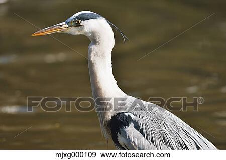 Stock Photo - Grey Heron. Fotosearch