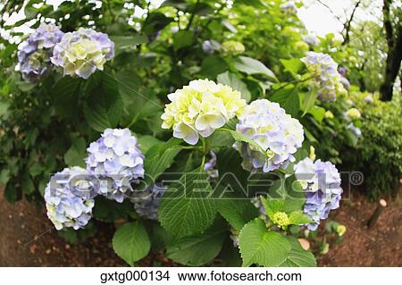 Picture - Hydrangea. Fotosearch