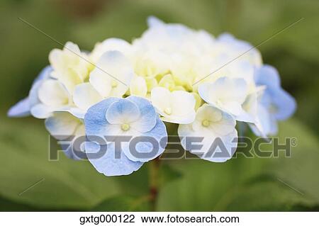 Hydrangea View Large Photo Image Stock Image - Hydrangea. Fotosearch