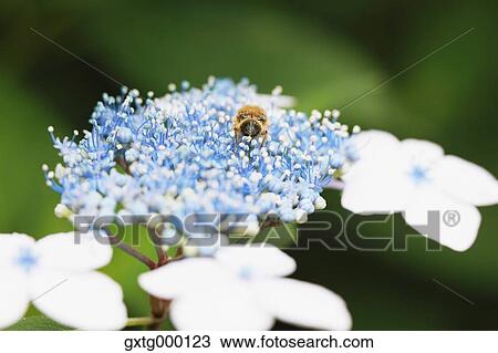 Stock Image - Hydrangea. Fotosearch