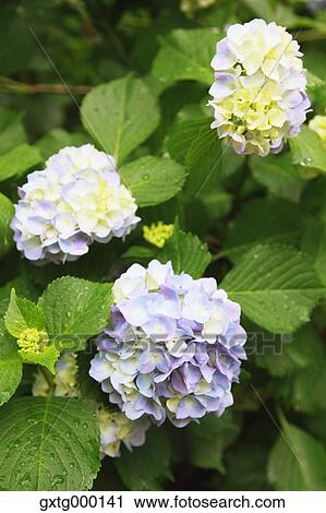 Hydrangea View Large Photo Image Stock Image - Hydrangea. Fotosearch