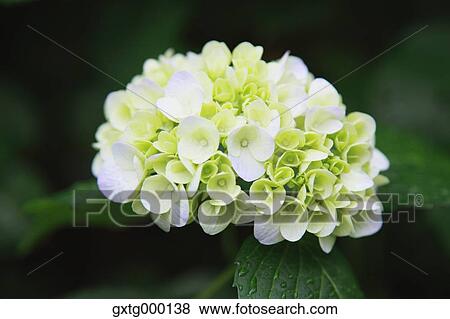Hydrangea View Large Photo Image Stock Photo - Hydrangea. Fotosearch