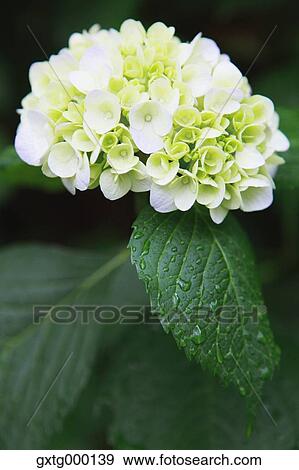 Hydrangea View Large Photo Image Stock Photo - Hydrangea. Fotosearch