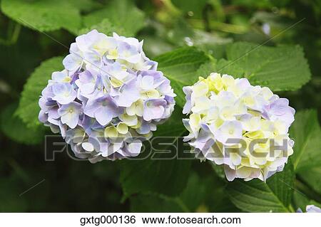Stock Photograph - Hydrangea. Fotosearch