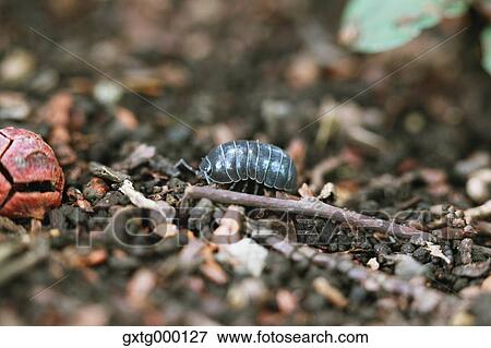 Insect on dirt View Large Photo Image Stock Photo - Insect on dirt. Fotosearch