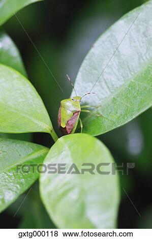 Insect on green leaf View Large Photo Image Stock Photo - Insect on green leaf. Fotosearch
