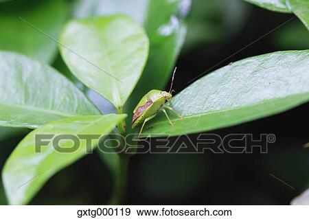 Stock Photo - Insect on green leaf. Fotosearch