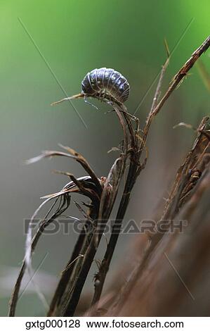 Stock Photo - Insect on leaf. Fotosearch