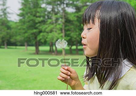 Japanese kid blowing dandelion in a park View Large Photo Image Stock Image - Japanese kid blowing dandelion in a park. Fotosearch