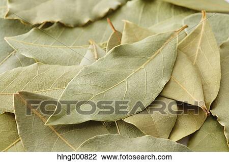 Laurel View Large Photo Image Stock Image - Laurel. Fotosearch