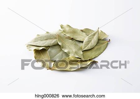 Stock Photograph - Laurel. Fotosearch