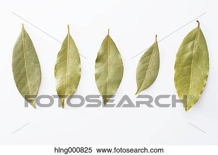 Stock Photography - Laurel. Fotosearch