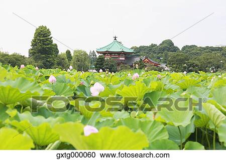 "Lotus at Ueno Park, Tokyo, Japan" View Large Photo Image Stock Image - "Lotus at Ueno Park, Tokyo, Japan". Fotosearch
