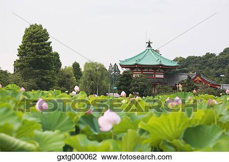 Stock Image - "Lotus at Ueno Park, Tokyo, Japan". Fotosearch