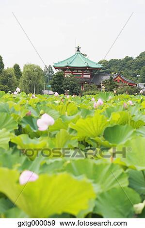 "Lotus at Ueno Park, Tokyo, Japan" View Large Photo Image Stock Photo - "Lotus at Ueno Park, Tokyo, Japan". Fotosearch