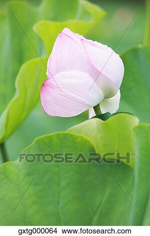 Lotus View Large Photo Image Picture - Lotus. Fotosearch