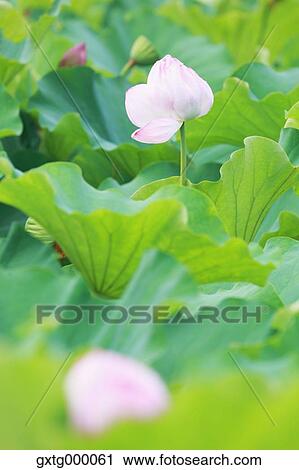 Stock Image - Lotus. Fotosearch
