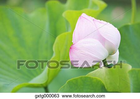 Stock Image - Lotus. Fotosearch