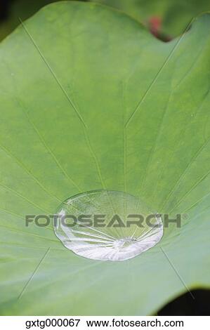 Lotus View Large Photo Image Stock Photo - Lotus. Fotosearch