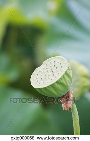 Lotus View Large Photo Image Stock Photo - Lotus. Fotosearch