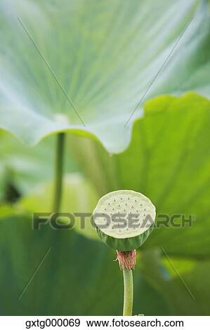 Stock Photo - Lotus. Fotosearch