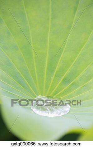 Lotus View Large Photo Image Stock Photograph - Lotus. Fotosearch