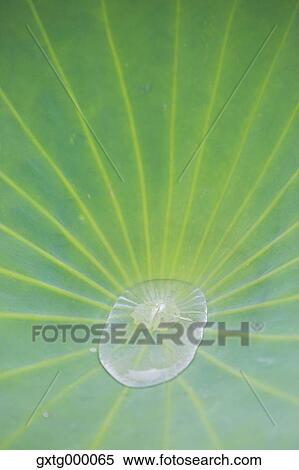 Lotus View Large Photo Image Stock Photography - Lotus. Fotosearch