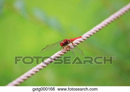 Stock Photograph - Red dragonfly on a rope. Fotosearch