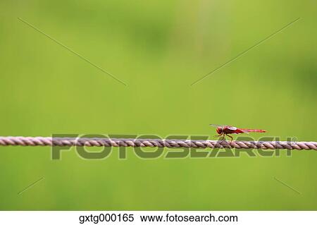 Stock Photography - Red dragonfly on a rope. Fotosearch