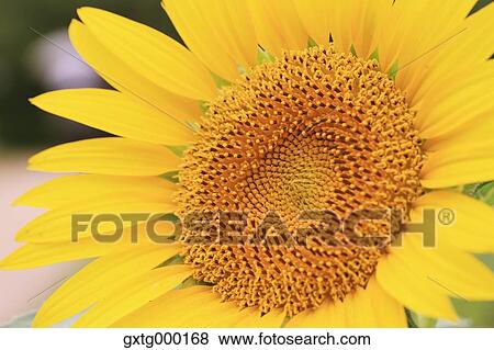 Sunflower close-up View Large Photo Image Stock Photo - Sunflower close-up. Fotosearch