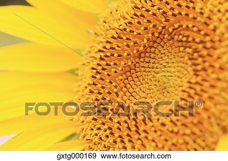 Stock Photo - Sunflower close-up. Fotosearch