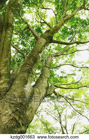 Tree and green leaves View Large Photo Image Stock Image - Tree and green leaves. Fotosearch