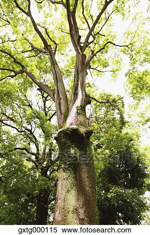 Stock Photography - Tree and green leaves. Fotosearch