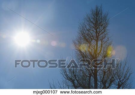 Stock Photo - Tree and sky. Fotosearch