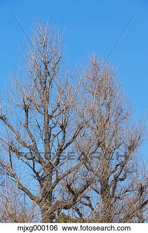 Tree and sky View Large Photo Image Stock Photograph - Tree and sky. Fotosearch