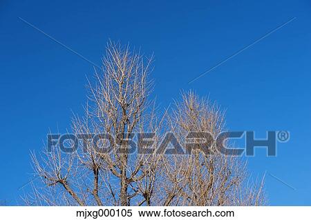 Tree and sky View Large Photo Image Stock Photography - Tree and sky. Fotosearch