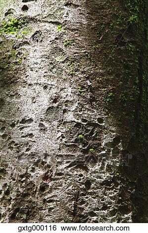 Tree trunk View Large Photo Image Stock Photograph - Tree trunk. Fotosearch