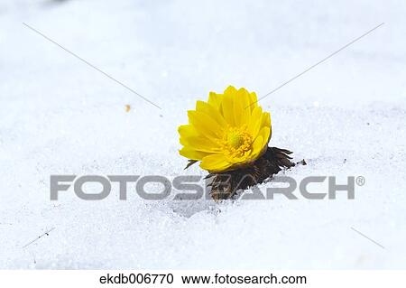 Adonis View Large Photo Image Stock Image - Adonis. Fotosearch