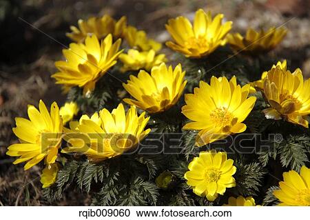 Adonis View Large Photo Image Stock Image - Adonis. Fotosearch