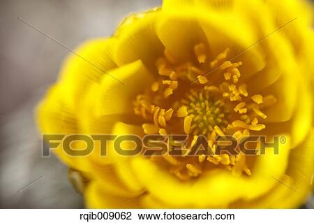 Adonis View Large Photo Image Stock Image - Adonis. Fotosearch