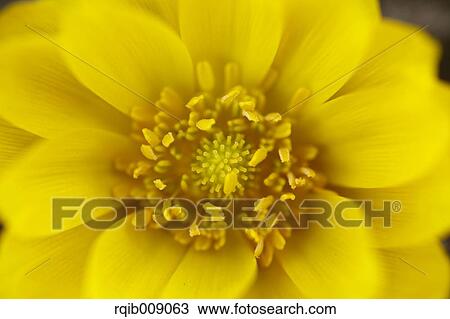 Stock Image - Adonis. Fotosearch