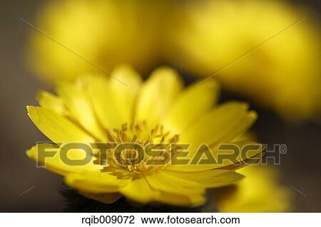 Adonis View Large Photo Image Stock Image - Adonis. Fotosearch