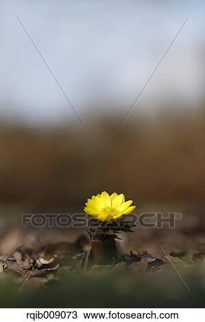 Adonis View Large Photo Image Stock Image - Adonis. Fotosearch