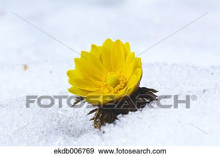Adonis View Large Photo Image Stock Photo - Adonis. Fotosearch